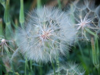 [Puffy white ball nearly 2 inches in diameter sits atop a green stem.]